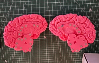 3D printed full-size human brain model shown from the side