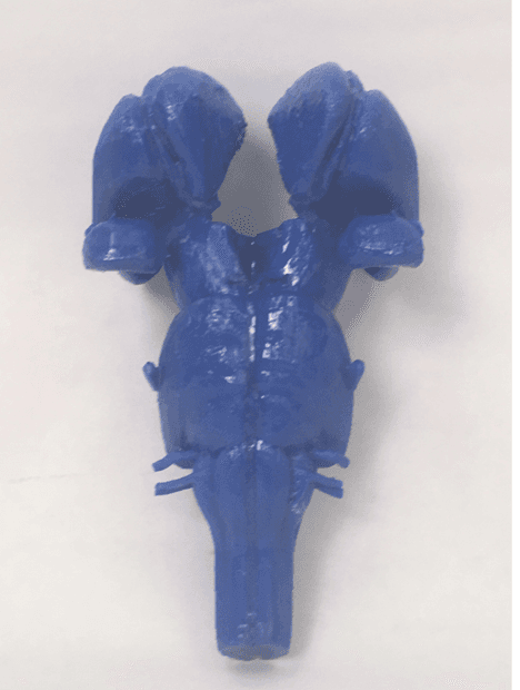 Brainstem one